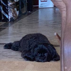 Meet your Posher, Delvina